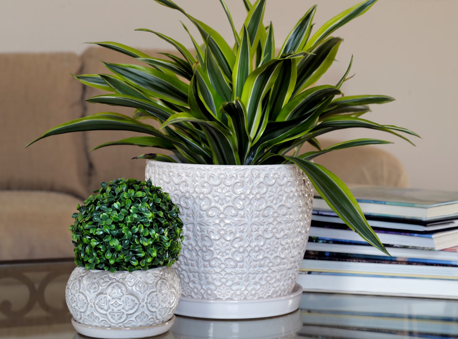 How Winter Indoor Plants Bring Joy and Promote Wellness