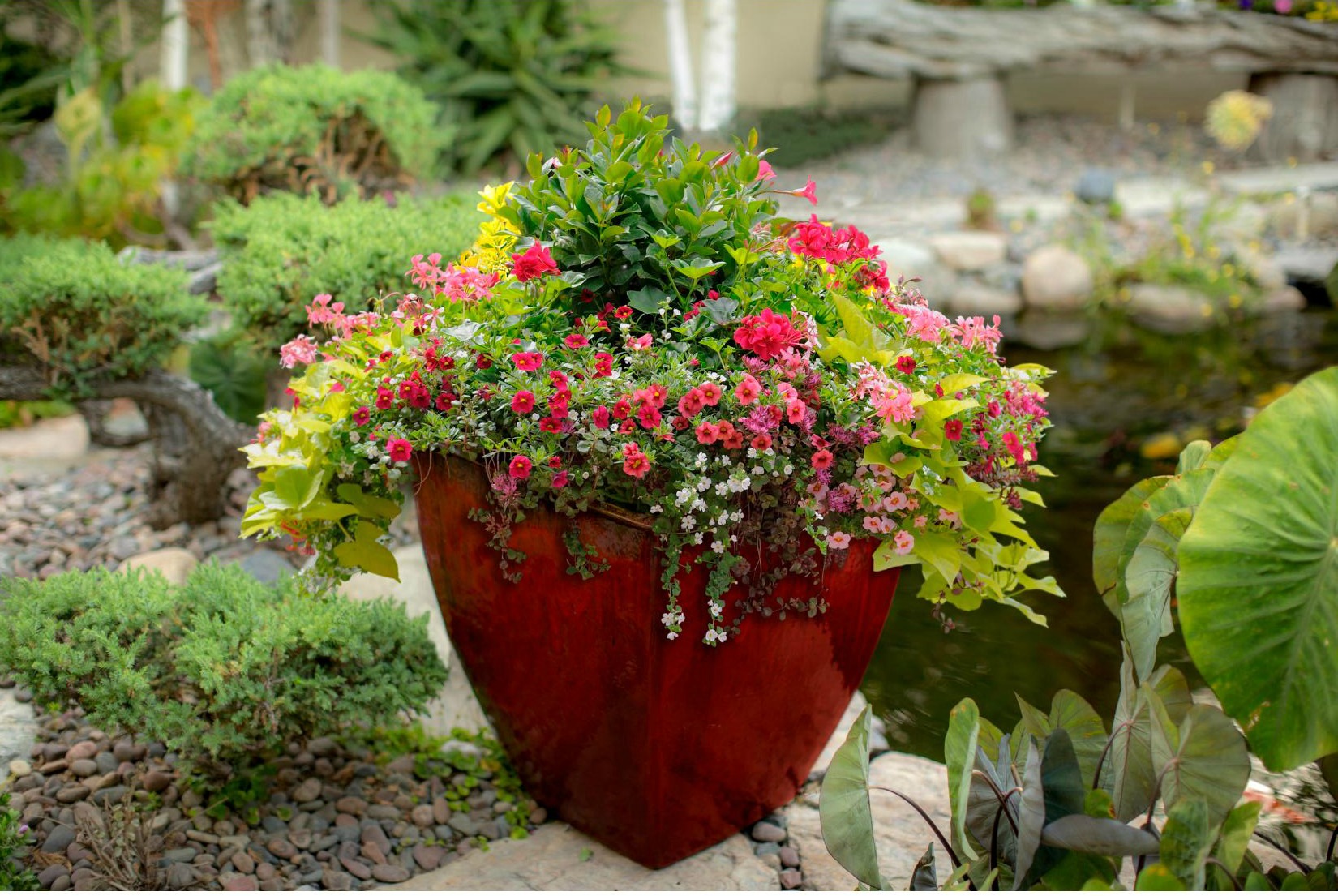 Creative Container Gardening for Beginners