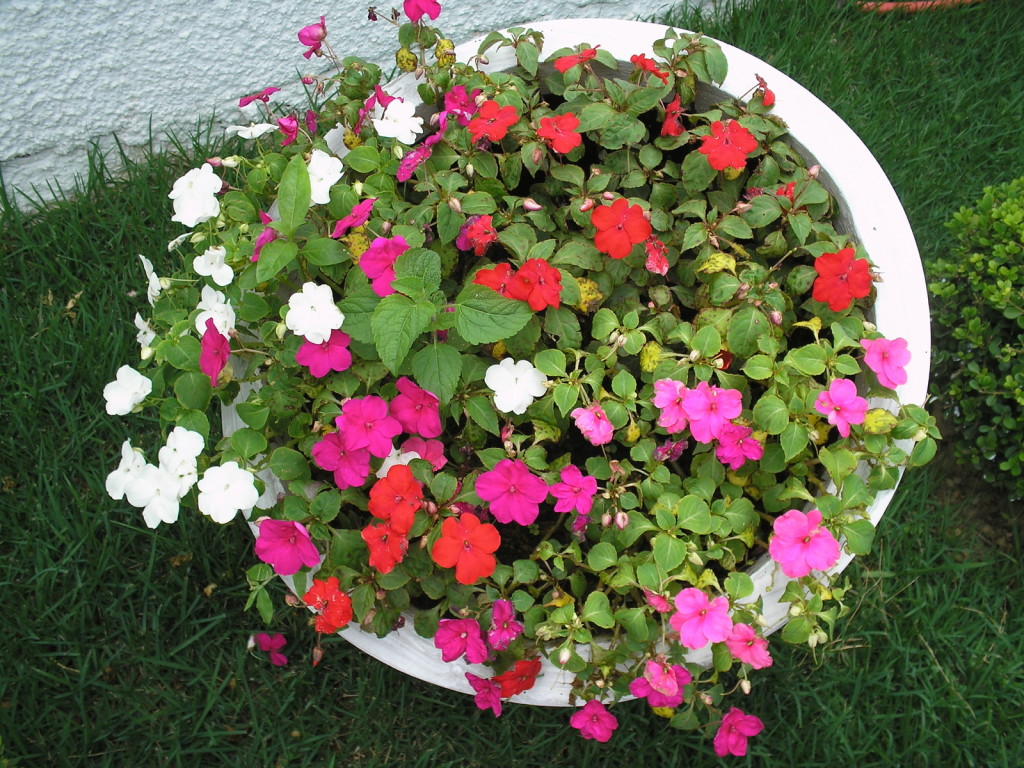 Creative Container Gardening for Beginners