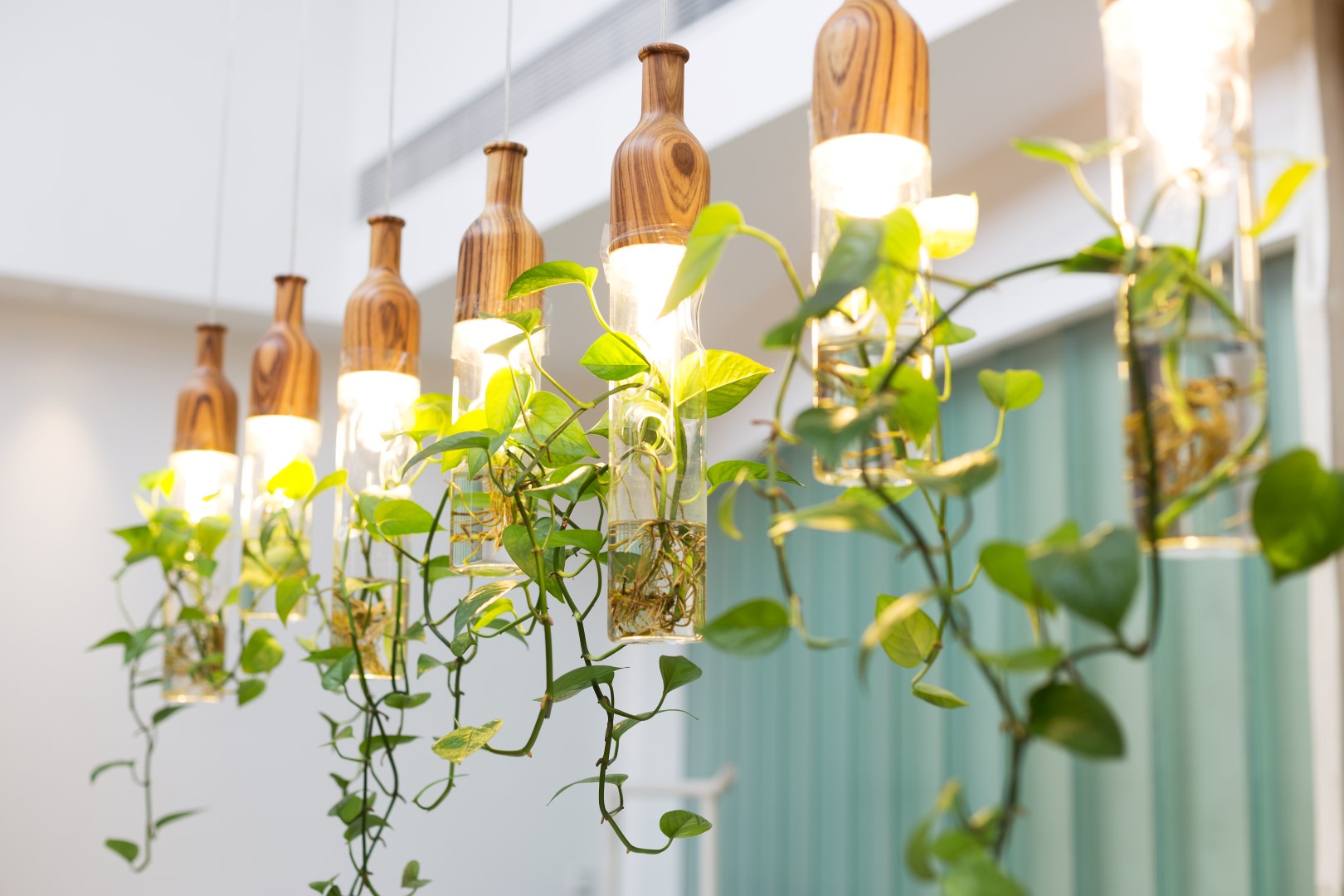 4 New Trends for Indoor Vines - Trendspot Inc.