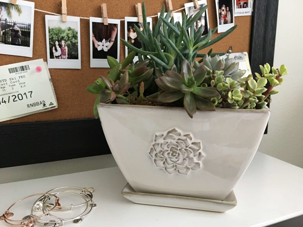 Succulent Bowls that Are Easy to Create and Maintain