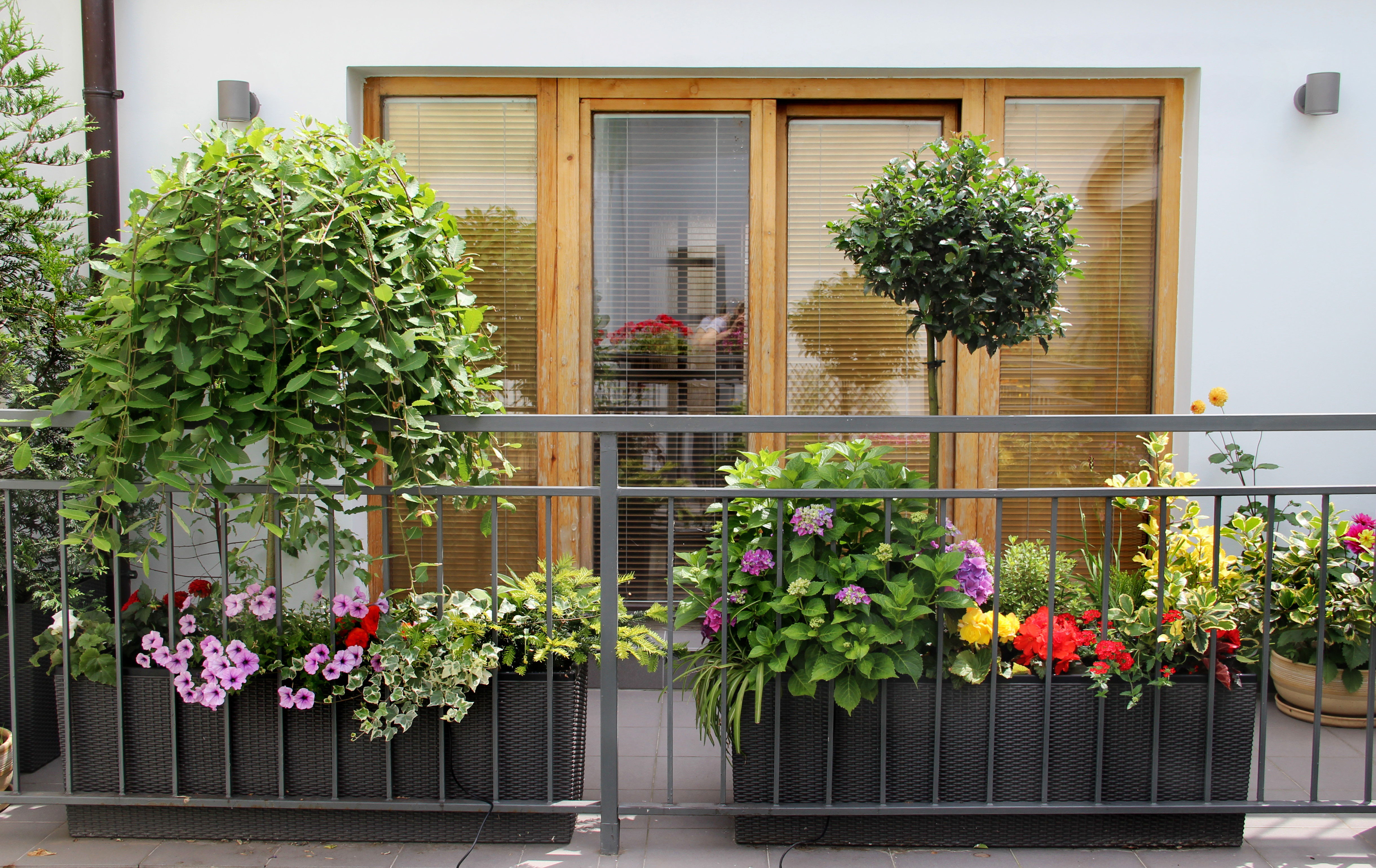 Balcony gardening. Озеленение балкона. Озеленение балконов и лоджий. Цветы на балконе. Цветник на балконе.