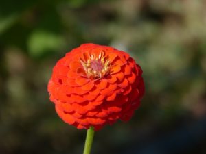 Zinnias