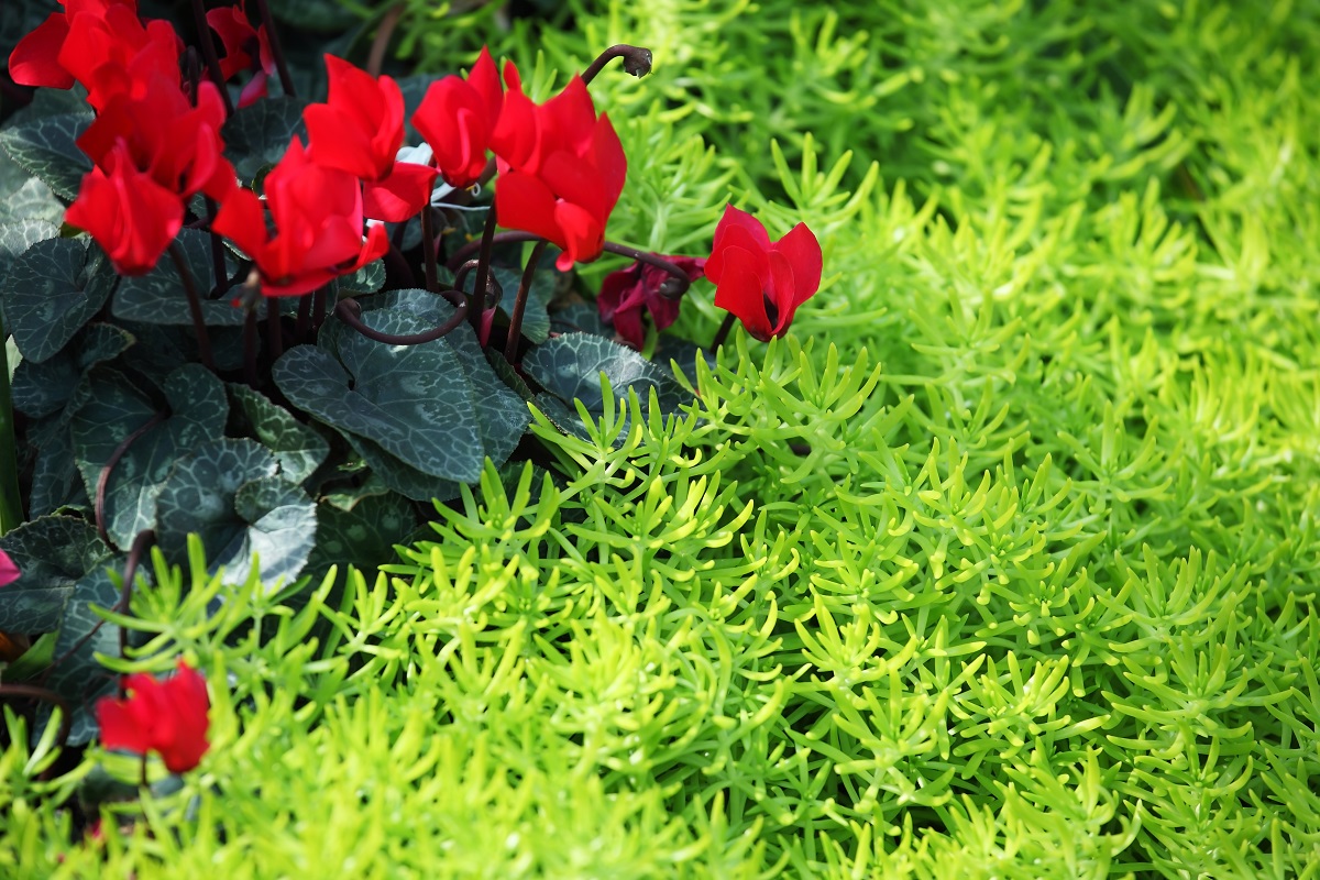 red cyclamen flower on gold moss cedum background. - Trendspot Inc.