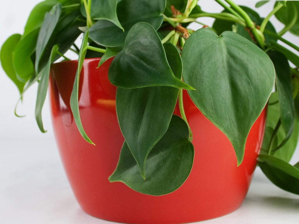Popular Indoor Hanging Plants for Low Light