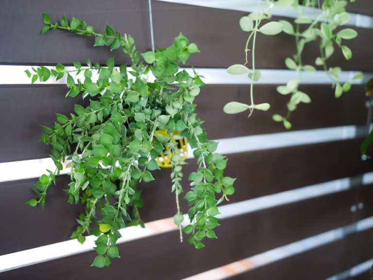 Low Light Plants For Living Room Wall Mount