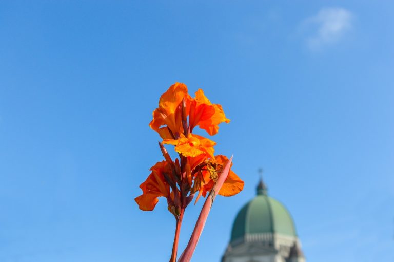 Summer Flowering Bulbs to Plant in March