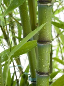 trendspot-bamboo