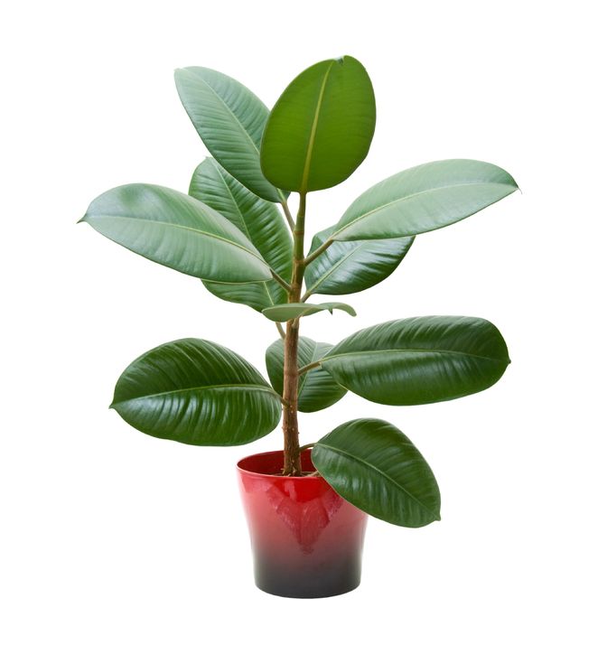 trendspot-rubber-plant