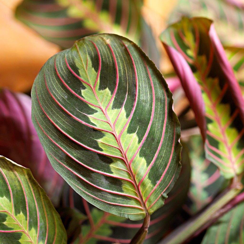 Hot New Trends the World of Houseplants
