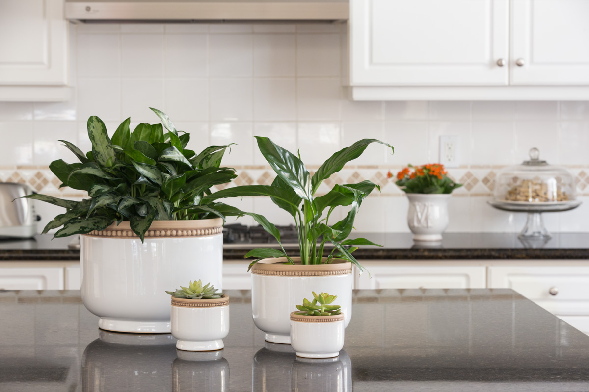 indoor houseplant trends