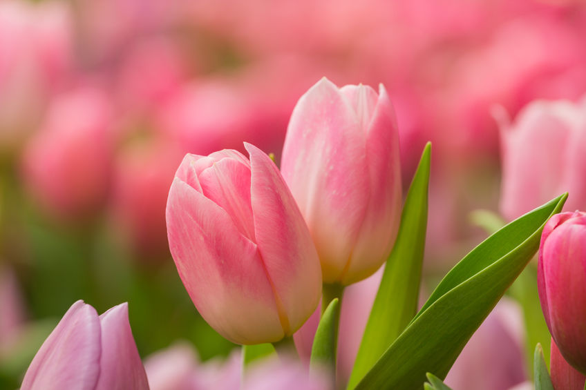 Flowers and Bulbs You Can Plant in February - Trendspot Inc.